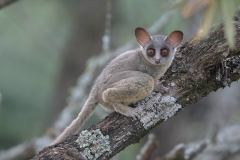 Northern-Lesser-Galago_9807-kl2