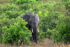 Olifant_0865