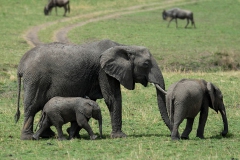 Olifant_2413
