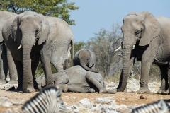 Olifant_3207