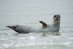 Zeehond-Rottumerplaat_2492