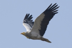Egyptian Vulture