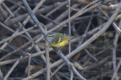 Ashy-throated Warbler