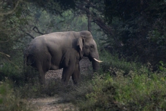 Asian Elephant