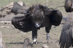 Black Vulture