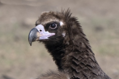 Black Vulture