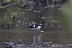 Black-backed Forktail