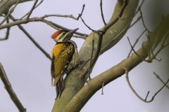 Black-rumped Flameback