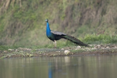 Blue Peacock