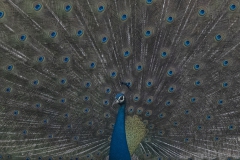 Blue-Peacock