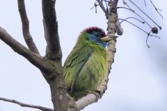 Blue-throated Barbet