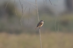 Brown Shrike