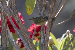 Buff-barred Warbler