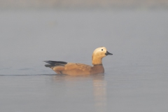 Ruddy Shelduck