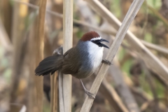 Chestnut-Crested Babler