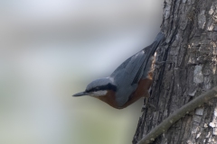 Chestnut-bellied Nuthatch