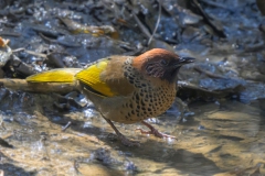 Chestnut-crowned Laughingtrush