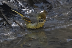 Chestnut-tailed Minla