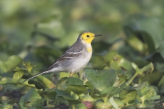 Citrin Wagtail