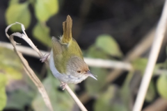 Common Tailorbird