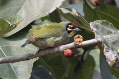 Coppersmidt Barbet