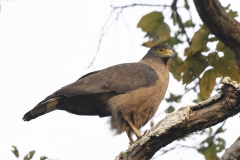 Crested-Serpent Eagle