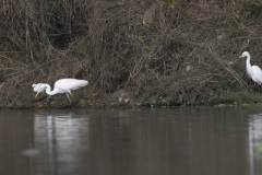 Three egret species