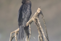 Pygmy Comorant