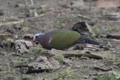 Emerald Dove