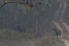 Gaur or Indian Bison