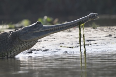 Gharial