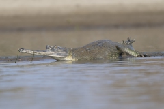Gharial