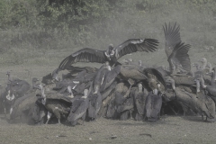 Vultures