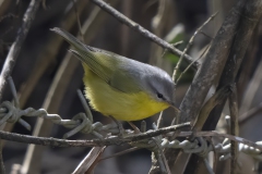 Gray-hooded Warbler