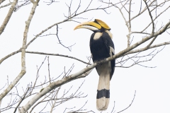 Great Hornbill