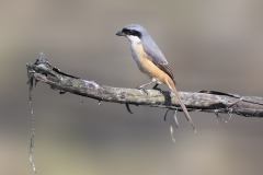 Grey-backed Shrike