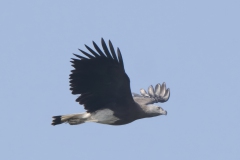 Grey-haeded Fishingeagle