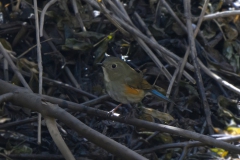 Himalaya Bluetail