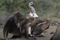 Himalaya Vulture