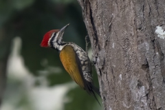 Himalayan Flameback