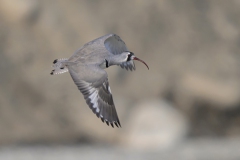Ibisbill