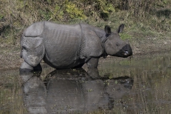 Indian Rhino