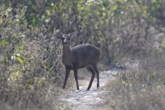 Indian Hogdear