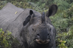 Indian Rhino