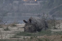 Indian Rhino