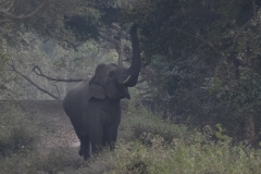 Asian Elephant