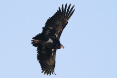 Red-headed Vulture
