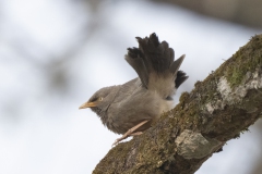 Jungle Babler