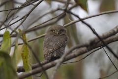 Jungle Owlet