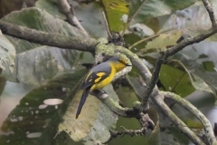 Long-tailed Minivet